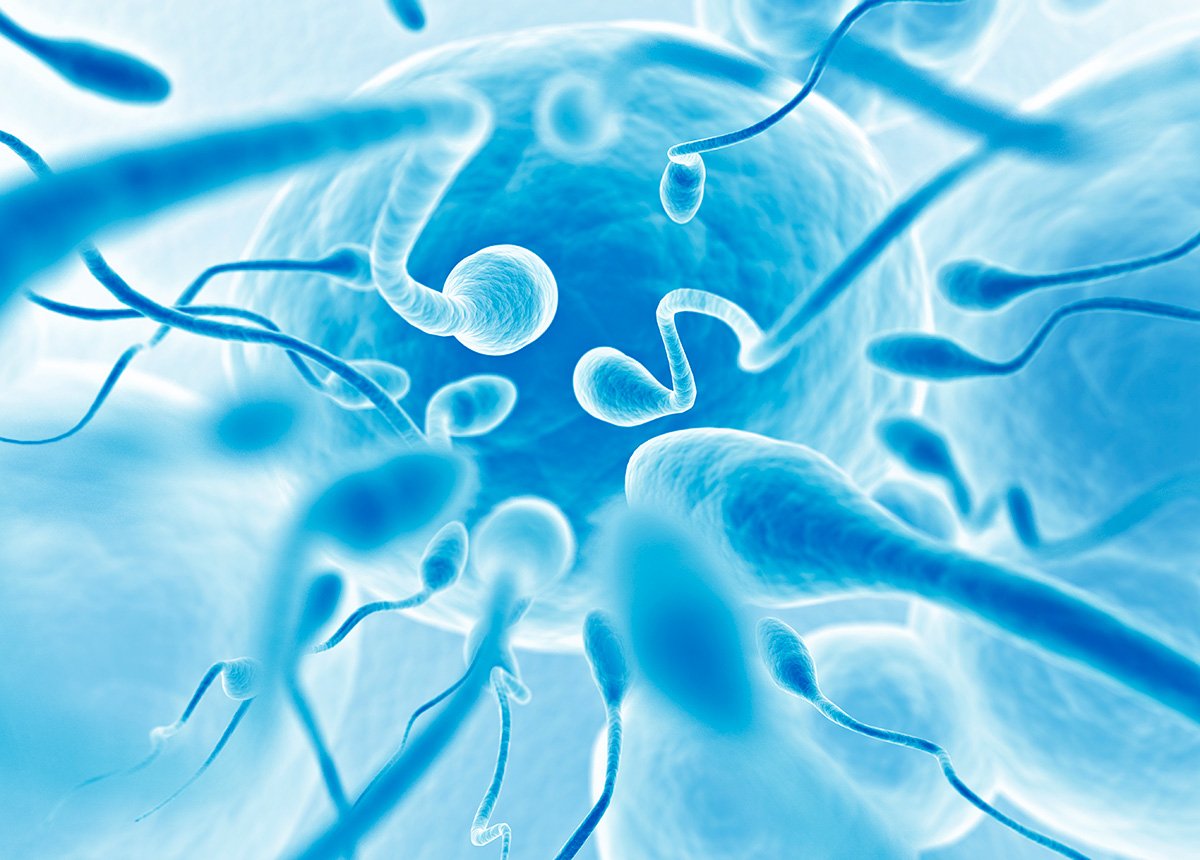 Técnicas para Azoospermia: Obtendo Espermatozoides para Gestação Masculina